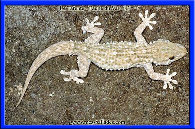 Ni la salamandre, ni le gecko ne sont des animaux très dangereux pour les  humains