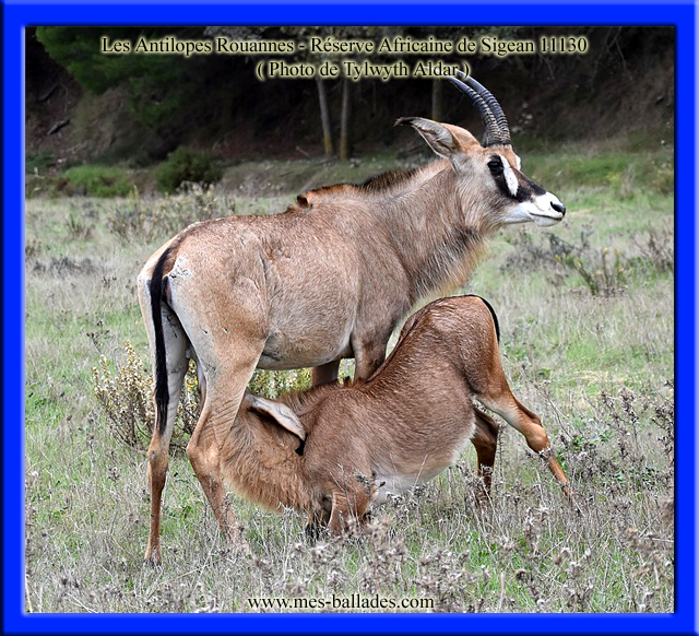 Antílope Sable - Réserve Africaine de Sigean