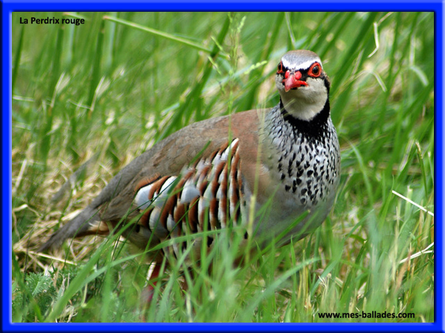 Besançon - Naturellement Doubs. Naturellement Doubs : Le rouge-gorge, un  oiseau familier mais agressif