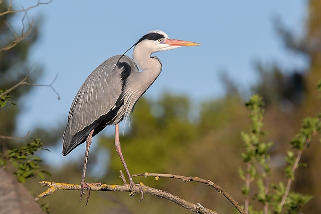 En Méditerranée, les oiseaux chanteurs sont chassés, piégés, tués et mangés