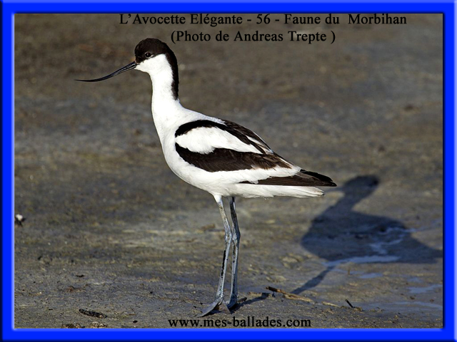 Observer les oiseaux du Golfe du Morbihan