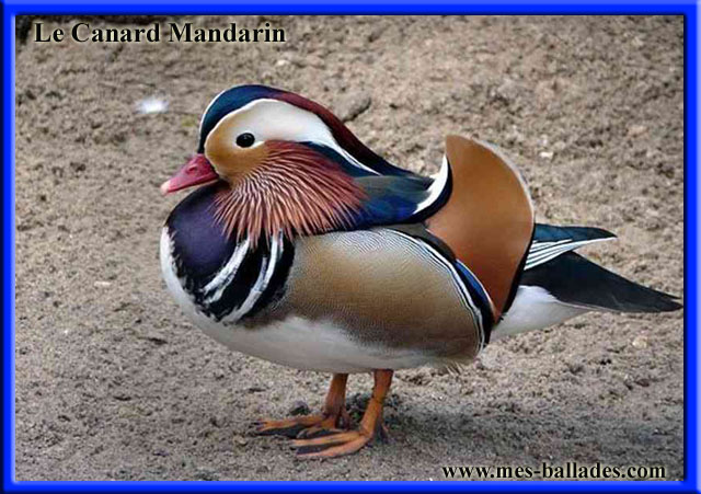 Canard MIGNON NOIR - FEMELLE - Parc Animalier du Marais à Longueil