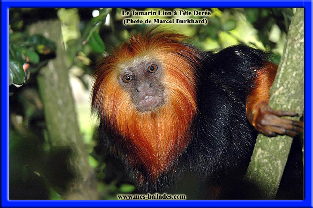 La Vallee Des Singes Br A Romagne Br